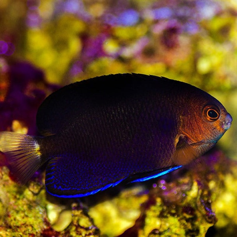 Royal Blue Pygmy Angelfish