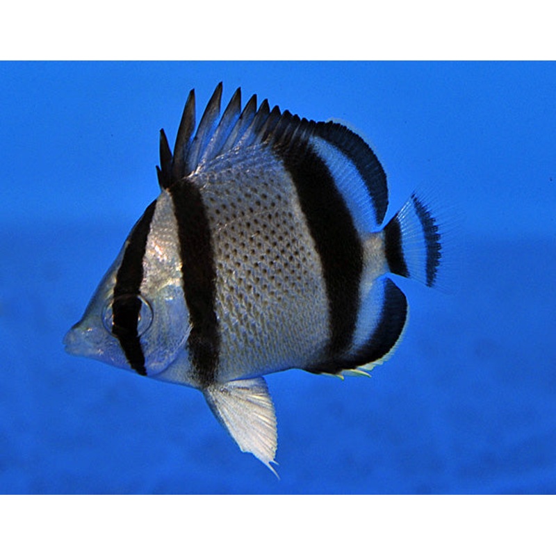 Three Banded Butterflyfish (Costa Rica) Size: Tiny 1" or less