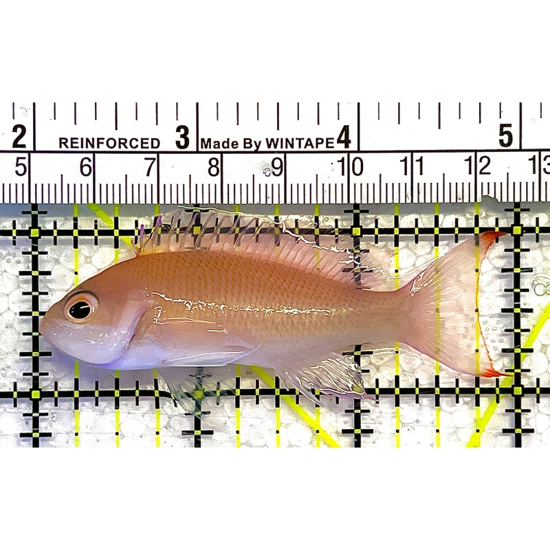 Tricolor Red Belt Anthias Female TRBAF111901 WYSIWYG Size: M 3" approx