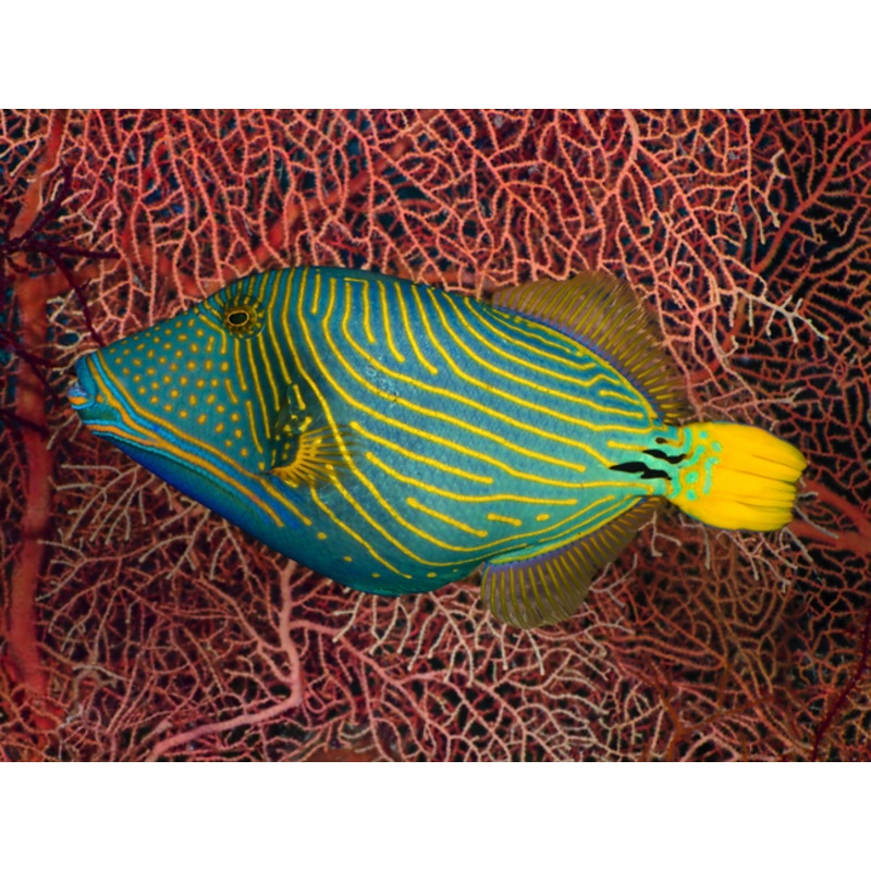Undulated Triggerfish Size: Tiny Less than 2"