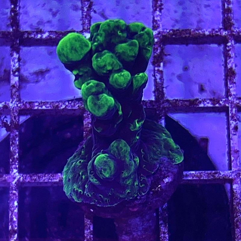 VA Toxic Smooth Operator Acropora