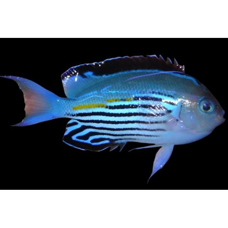 Watanabe Angelfish (Male) Size: XL 5" to 6"