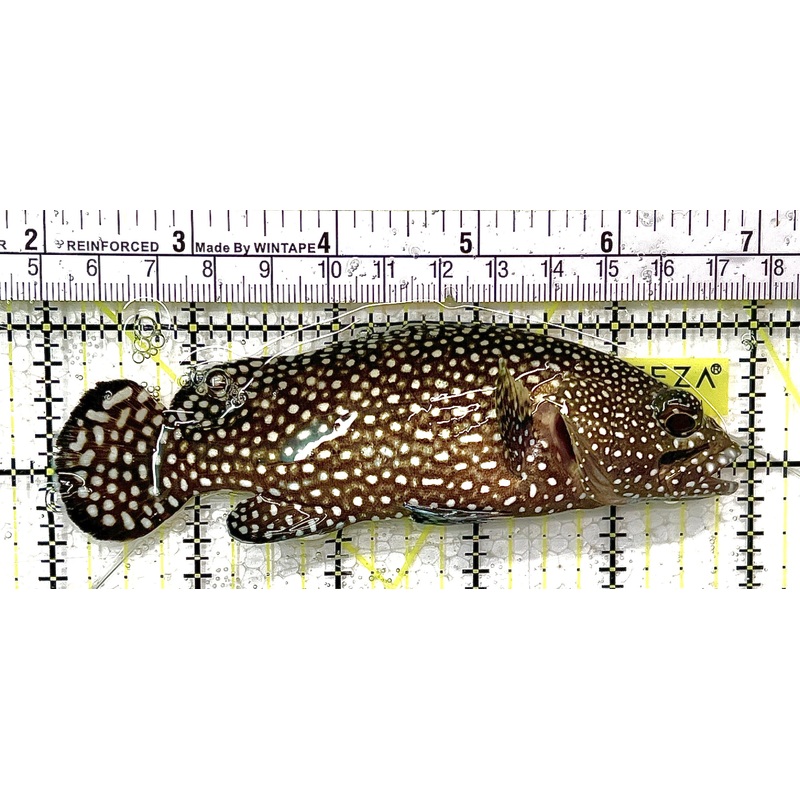 White Spotted Grouper WSG111101 WYSIWYG Size: L 5" approx