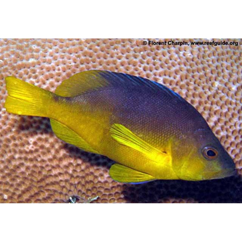 Yellow Belly Hamlet
