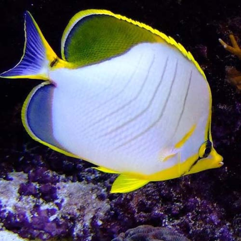 Yellow Head Butterflyfish Size: ML 3" to 4"