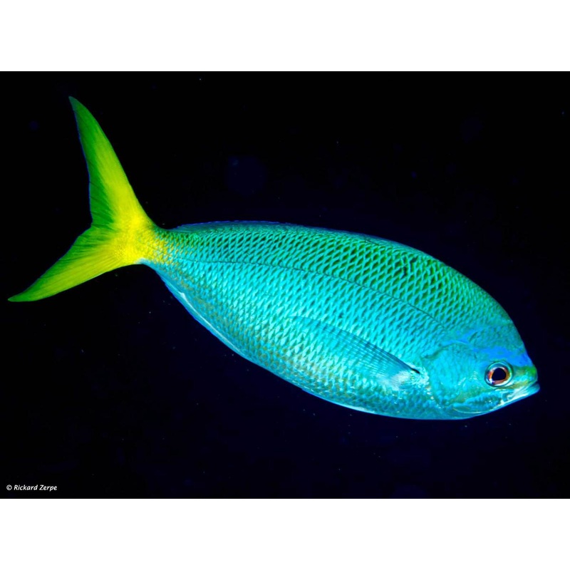 Yellowback Fusilier Fish (Unique) XL 5"-6"