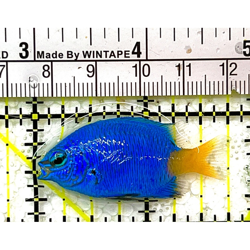 Yellowtail Damselfish YD102101 WYSIWYG Size: S 1.75" approx