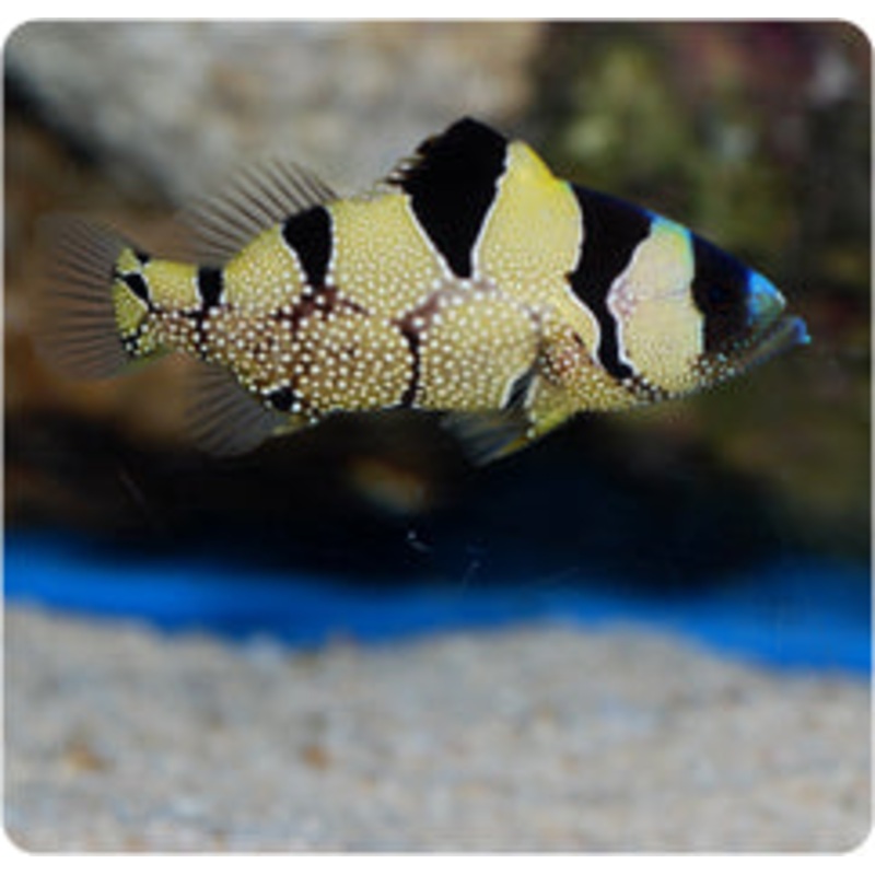 Clown Grouper Size: L 5" to 6" (Solomon Islands Special Grade)