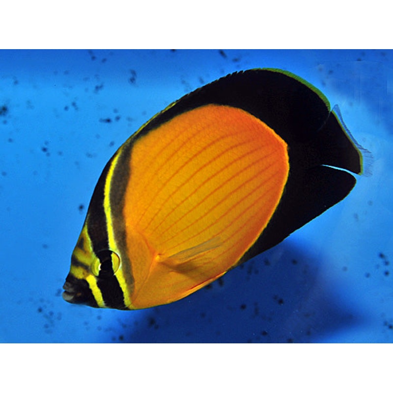 Oman Special Grade Arabian Butterflyfish (Red Sea) Size:  SHOW 7" and Above