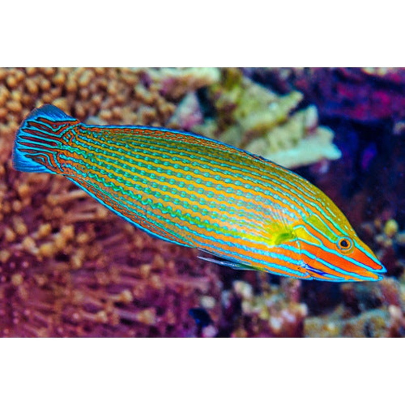 Richmond's Wrasse Size: XL 5"-6"