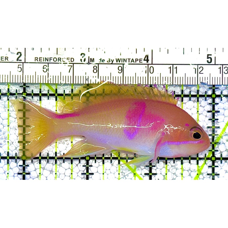 Tricolor Red Belt Anthias Male TRBAM122002 WYSIWYG Size: M 3.25" approx