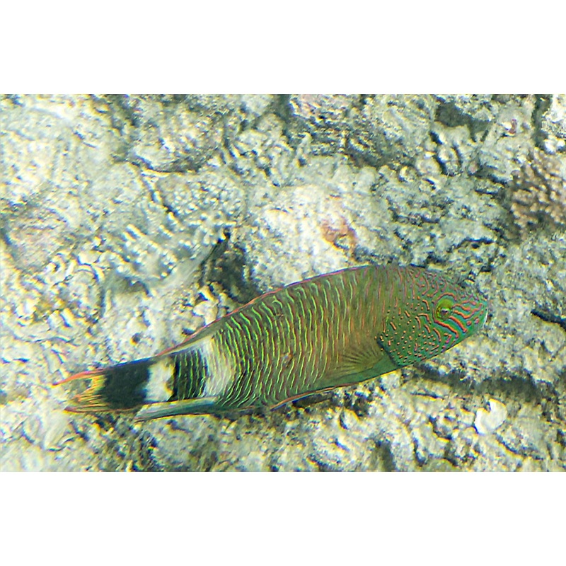 Triple Tail Wrasse Size: S 1" to 2"
