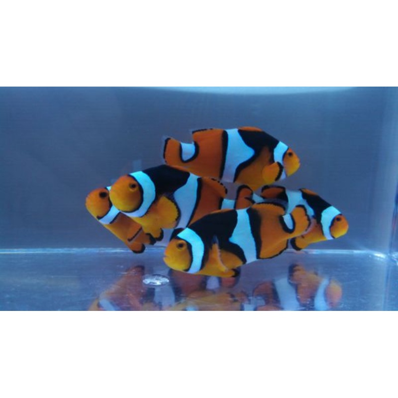 True Percula Clownfish Solomon Islands Size: M 1.5" to 2"