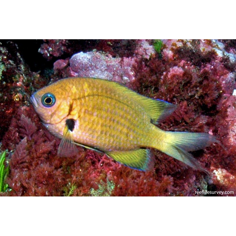 Agile Chromis