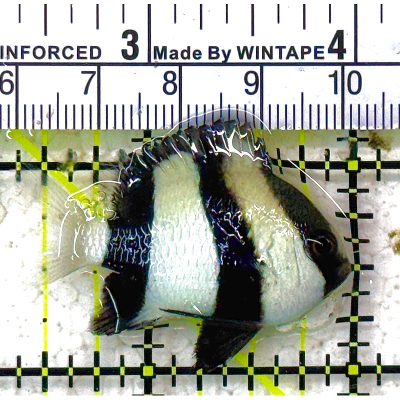 Three Stripe Damselfish TSD012801 WYSIWYG Size: S 1.75" approx