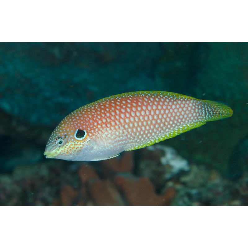 Tonga Ear Leopard Wrasse Size: L 3" to 4"