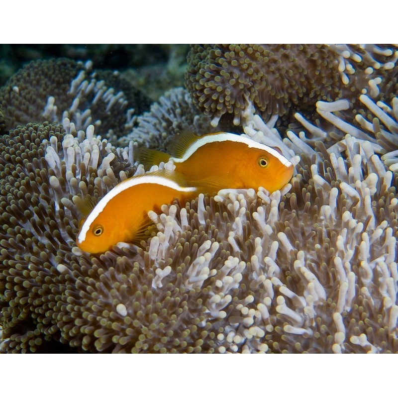 Tonga Orange Skunk Clownfish Mated Pair