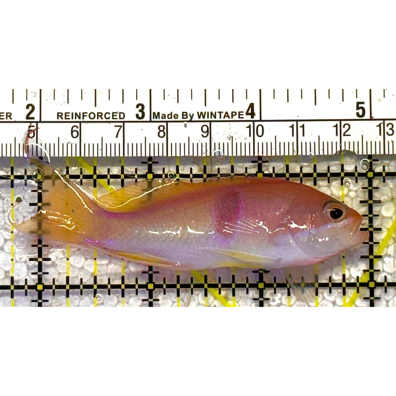 Tricolor Red Belt Anthias Male TRBA012501 WYSIWYG Size: M 3.5" approx