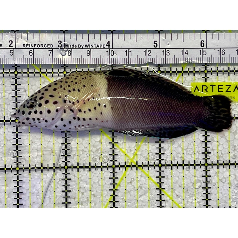 Twin Spot Adult Wrasse Size: XXL 4" to 5"
