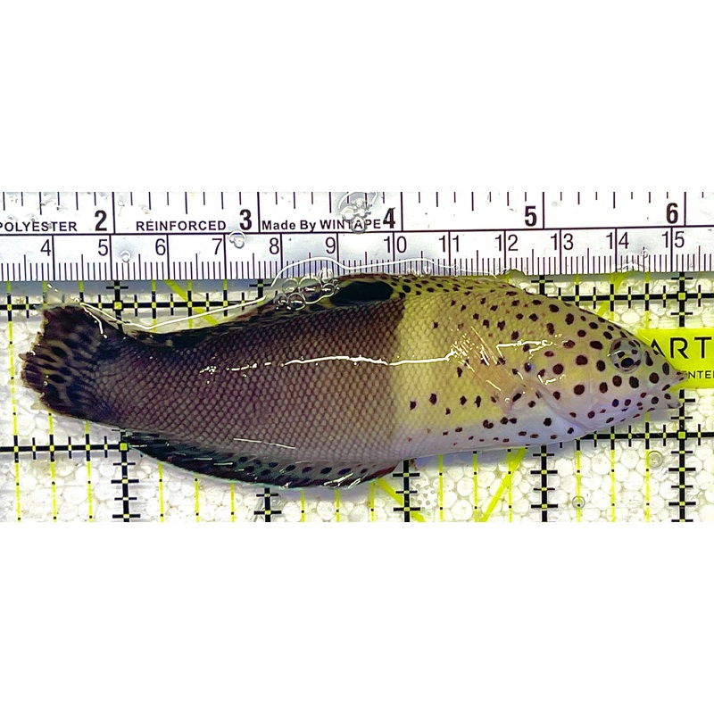 Twin Spot Adult Wrasse TSAW012101 WYSIWYG Size: XXL 4.75" approx