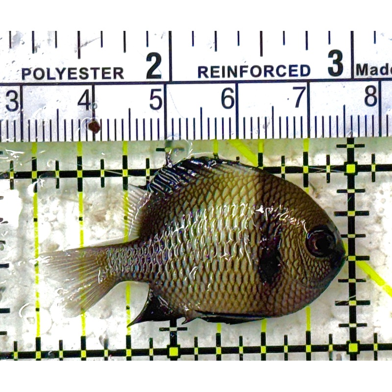 Two Stripe Damselfish TSD012801 WYSIWYG Size: S 1.75" approx