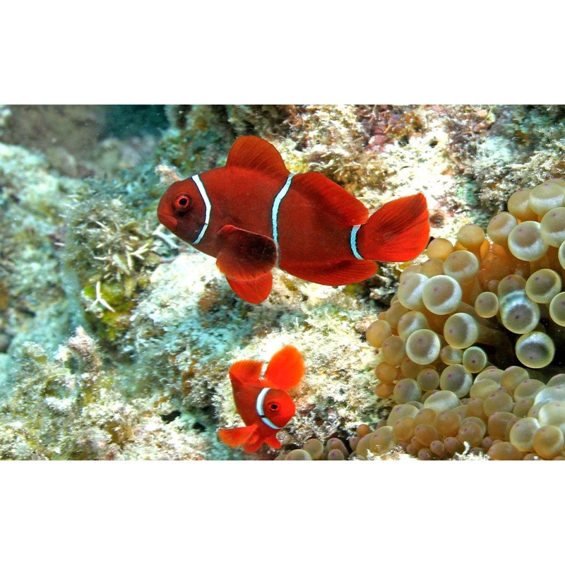 White Stripe Maroon Clownfish Mated Pair