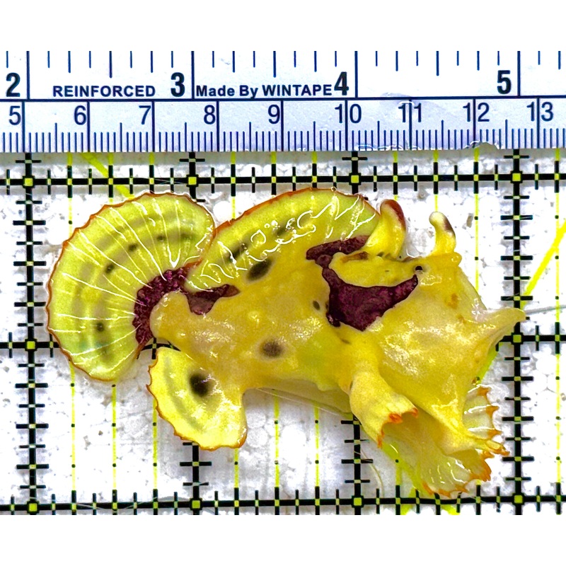 Yellow, Pink Warty Angler YPWA012801 WYSIWYG Size: M 3" approx