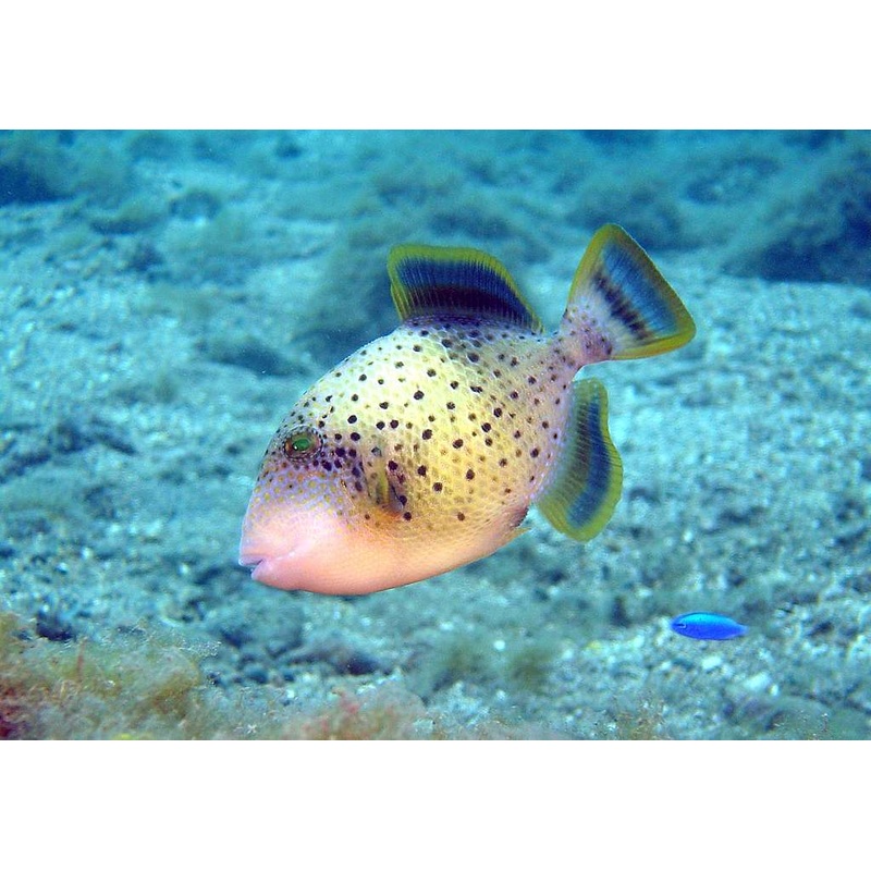 Yellowmargin Triggerfish Size: SM 2" to 3"