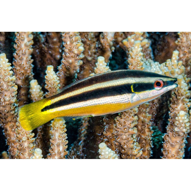Yellowtail Cleaner Wrasse