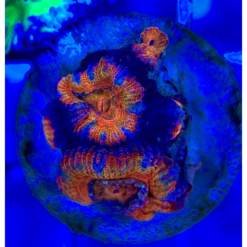 Acan Lordhowensis AL052901 WYSIWYG