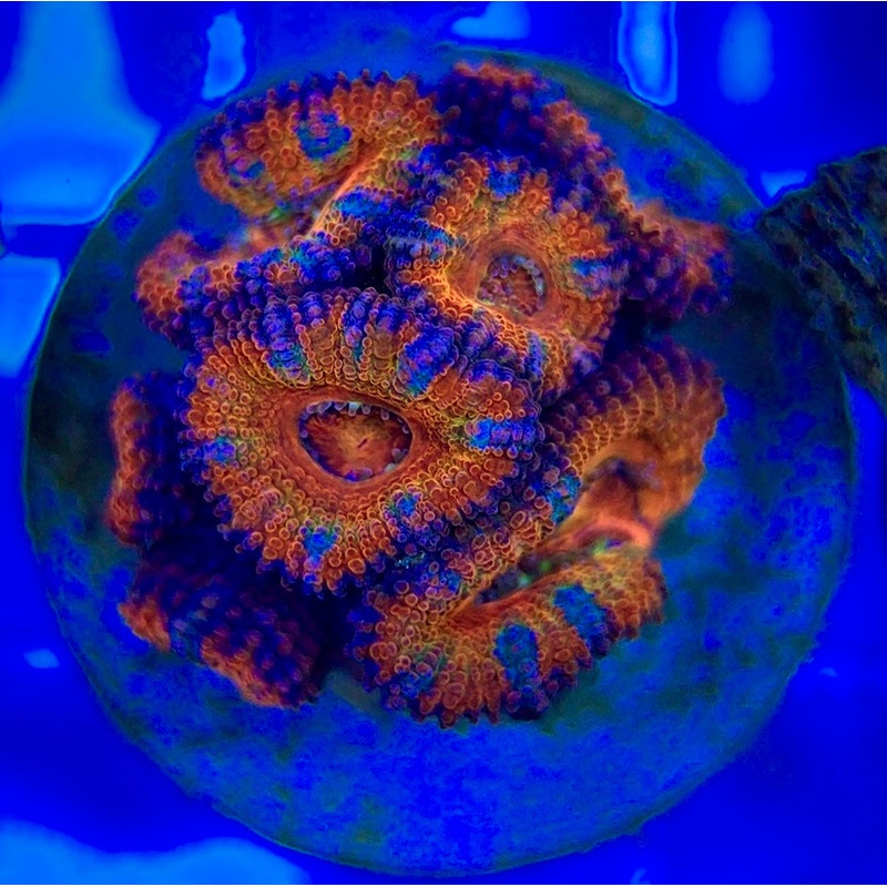 Acan Lordhowensis AL052902 WYSIWYG