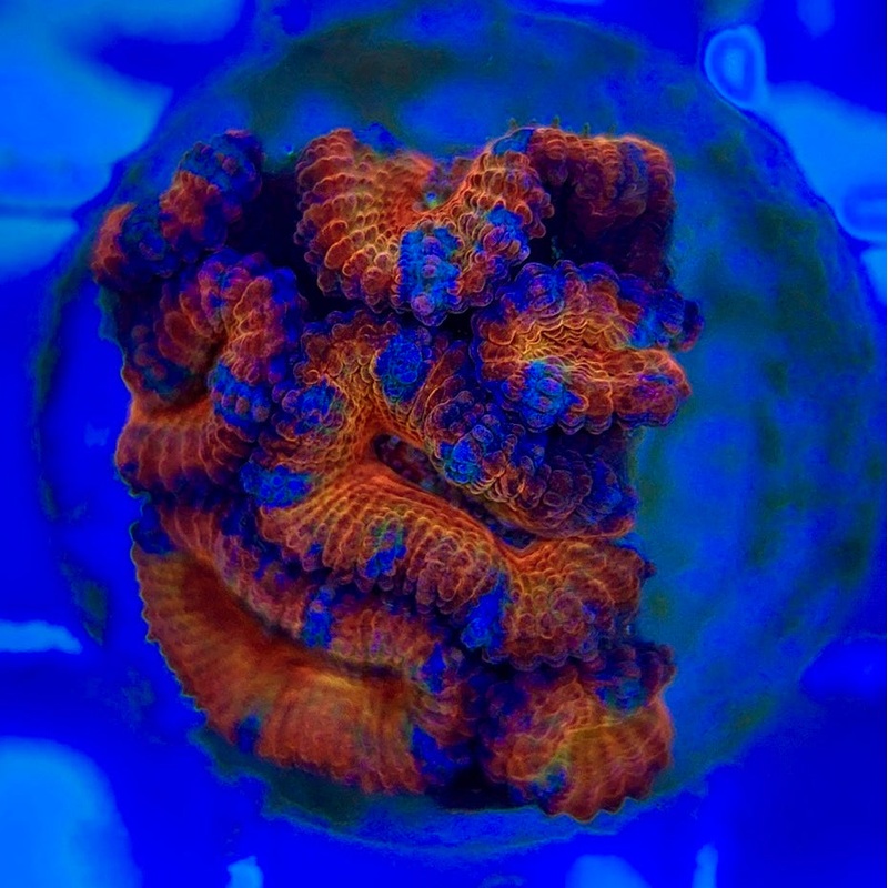 Acan Lordhowensis AL052903 WYSIWYG