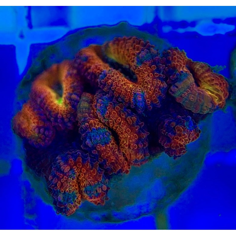Acan Lordhowensis AL052904 WYSIWYG