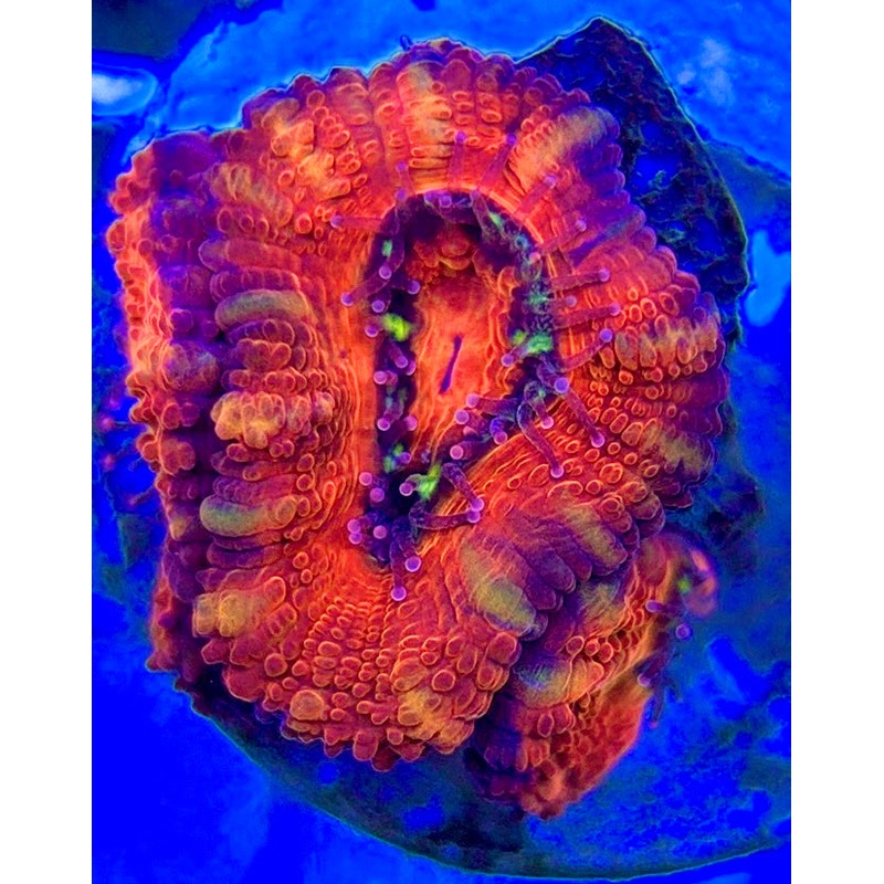 Acan Micromussa AM052901 WYSIWYG