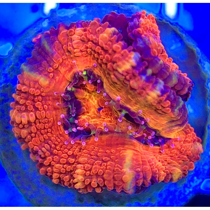 Acan Micromussa AM052902 WYSIWYG