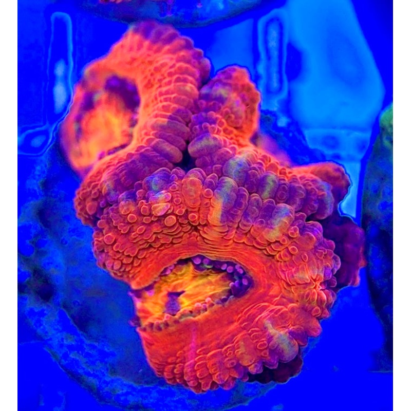 Acan Micromussa AM052903 WYSIWYG