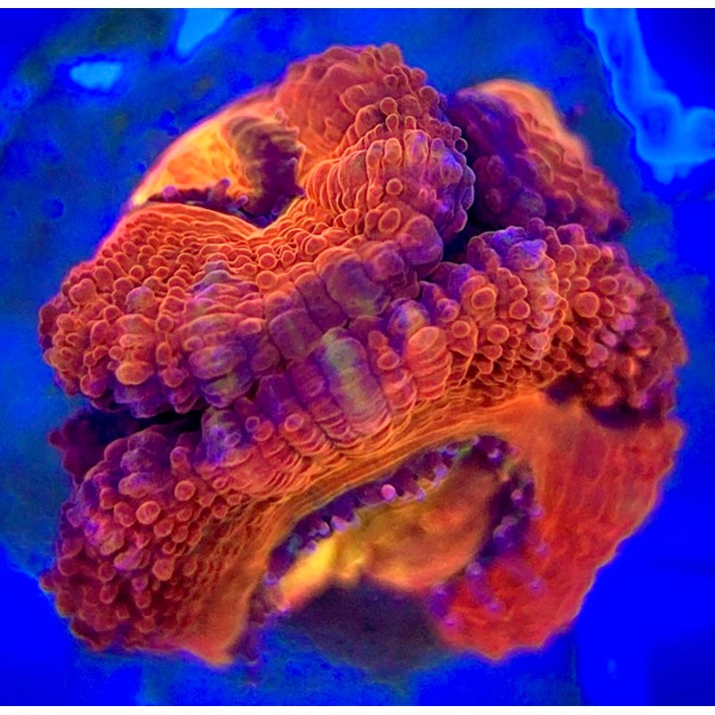 Acan Micromussa AM052904 WYSIWYG