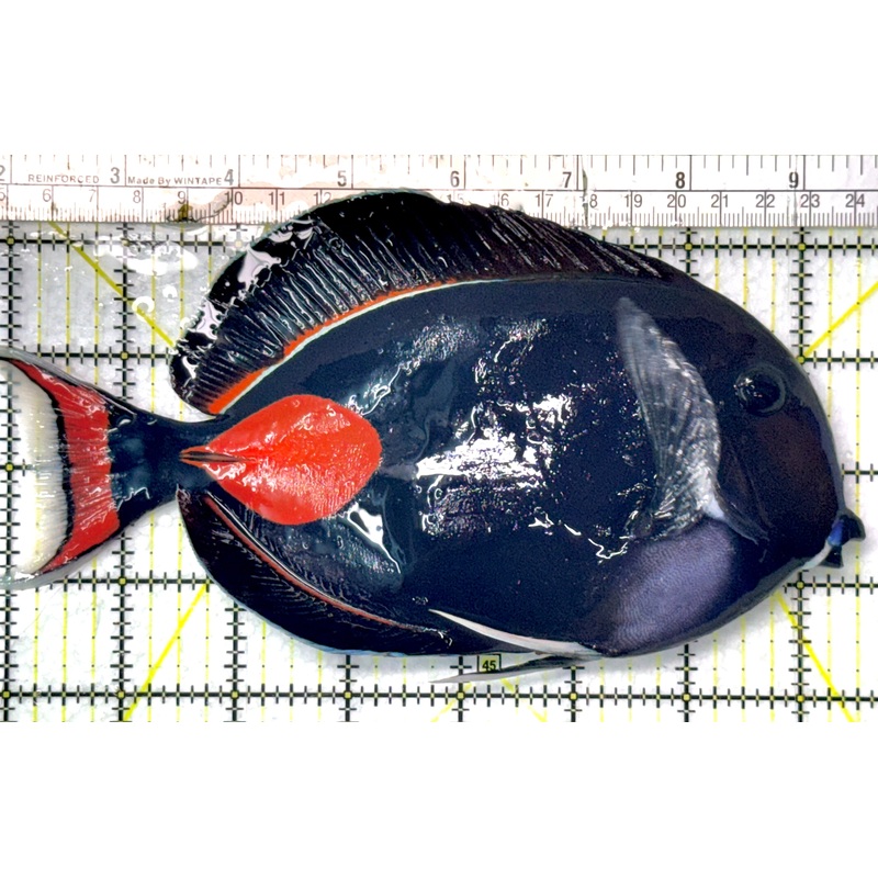 Achilles Tang AT052702 WYSIWYG Size: XXL 7.5" approx
