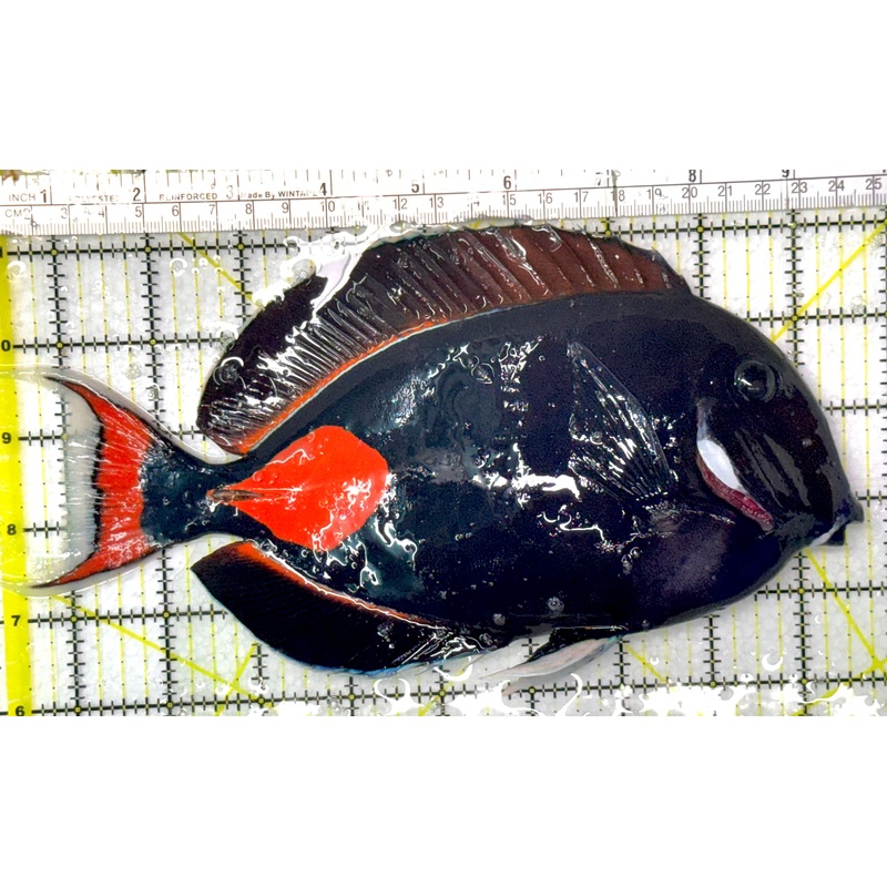 Achilles Tang AT052703 WYSIWYG Size: XXL 9.5" approx