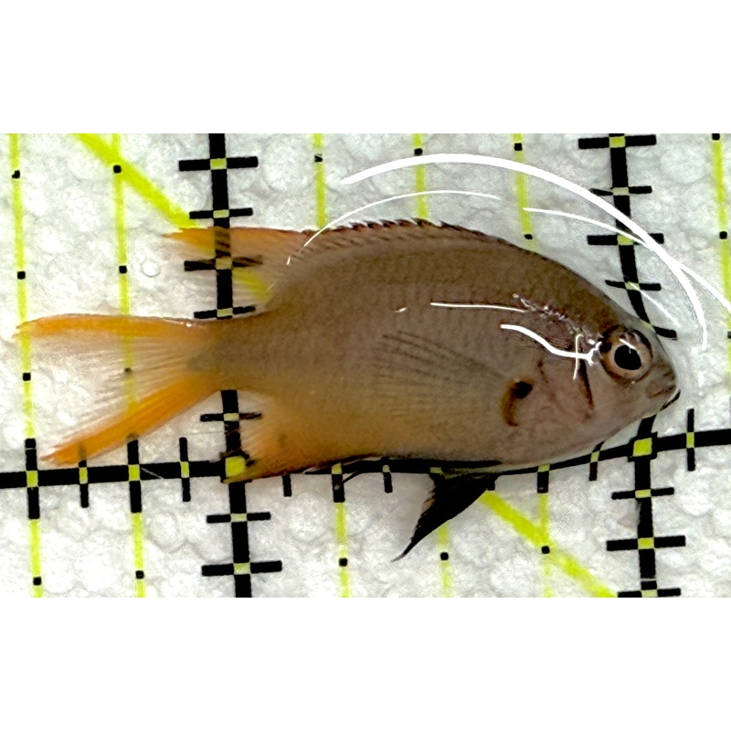 Agile Chromis AC052001 WYSIWYG Size: S 1.5" approx