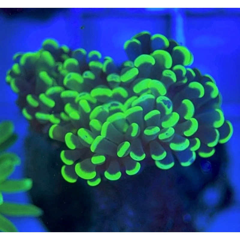 Aussie Ultra Branching Hammer AUBH051803 WYSIWYG