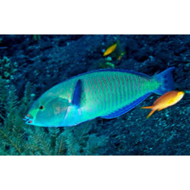 Ring Wrasse Size: L 4" to 5" Juv