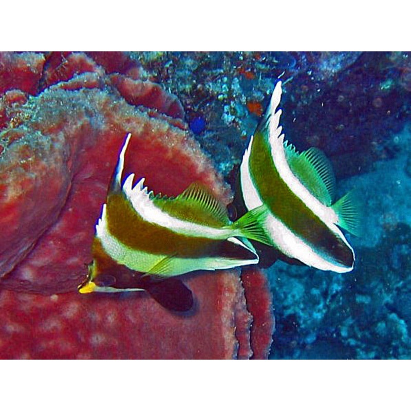 Threeband Pennant Butterflyfish Size M: 2" to 3"