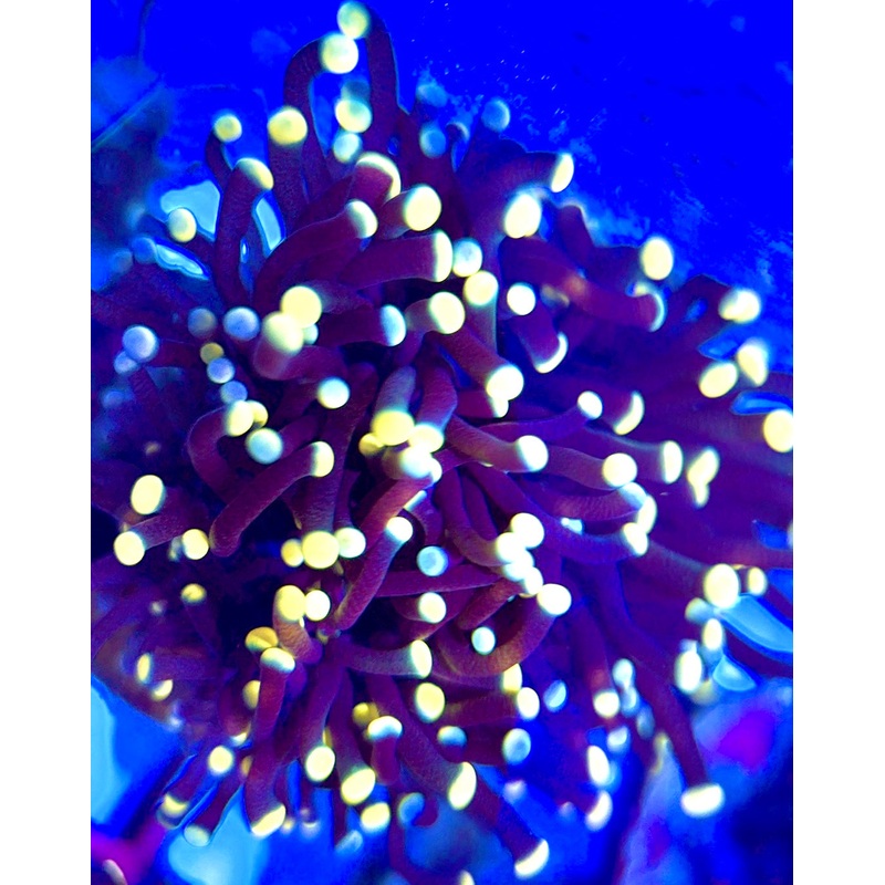 Torch Coral TC052201 WYSIWYG