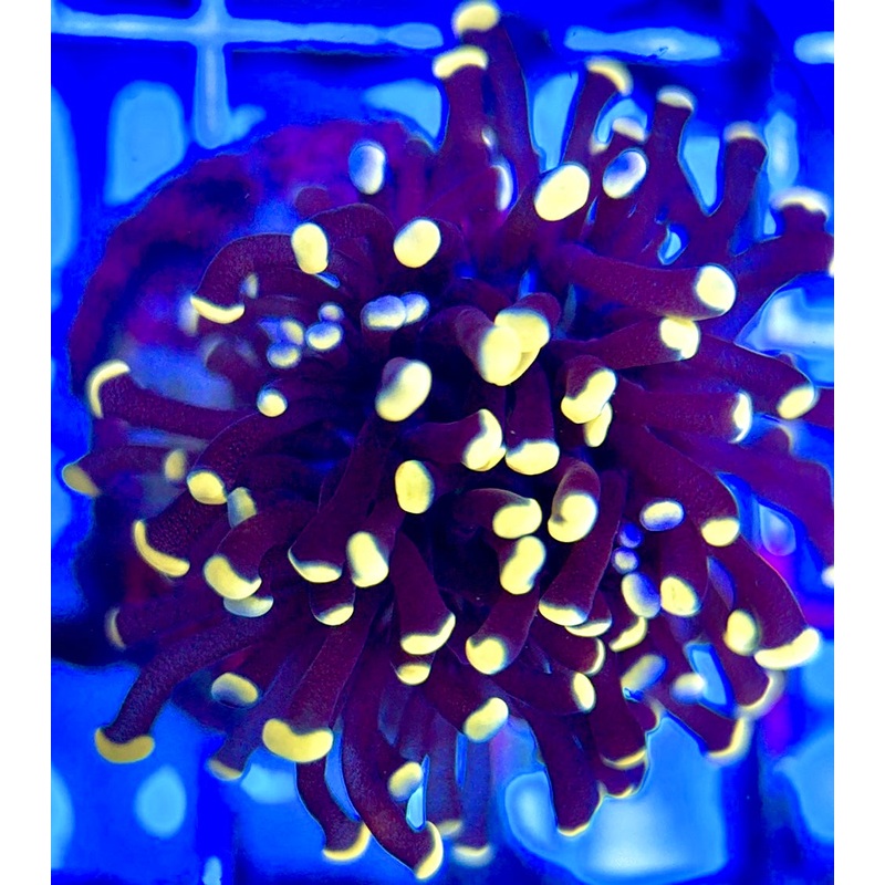 Torch Coral TC052202 WYSIWYG