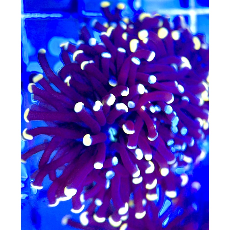 Torch Coral TC052203 WYSIWYG