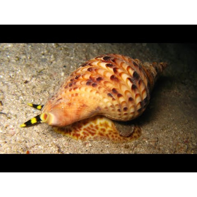 Trumpet Snail