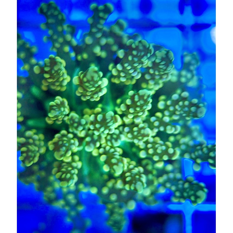 Ultra Gold Frogspawn UGF051701 WYSIWYG
