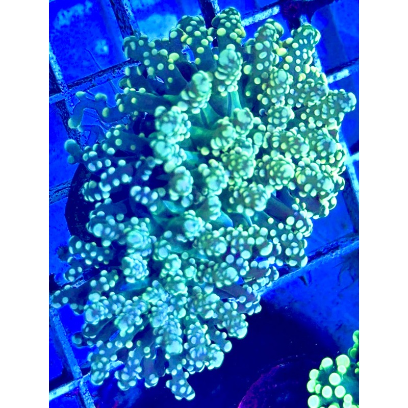 Ultra Gold Frogspawn UGF051702 WYSIWYG
