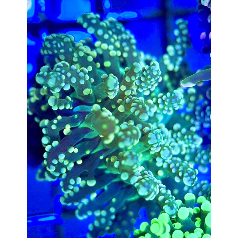 Ultra Gold Frogspawn UGF051703 WYSIWYG